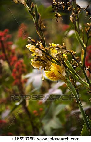 Yellow gladiolus flowers in bloom. View Large Photo Image Stock Photo - Yellow gladiolus flowers in bloom.. Fotosearch