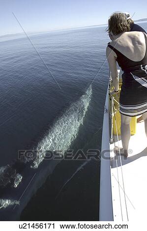Stock Image - A curious Brydes whale (Balaenoptera edeni) swims alongside a boat. Gulf of California.. Fotosearch
