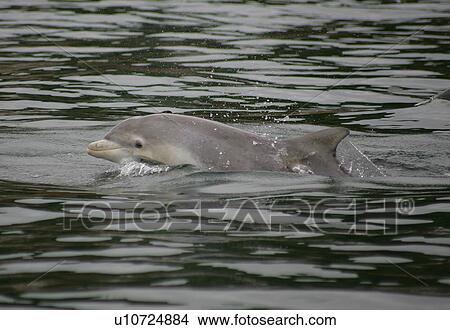 A young Bottlenose dolphin calf (Tursiops truncatus) surfaces to breathe Moray Firth, Scotland. View Large Photo Image Picture - A young Bottlenose dolphin calf (Tursiops truncatus) surfaces to breathe Moray Firth, Scotland.. Fotosearch
