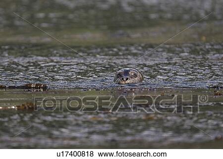 Stock Photo - Adult harbor seal (Phoca vitulina) swimming amongst the kelp in Takatz Bay on Baranof Island, Southeast Alaska.. Fotosearch