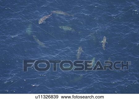 Stock Photo - Aerial of Basking Sharks (Cetorhinus maximus). Gulf of Maine, USA. (rr). Fotosearch