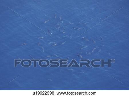 Stock Photo - Aerial of Tuna fish. Gulf of Maine, USA. (rr). Fotosearch