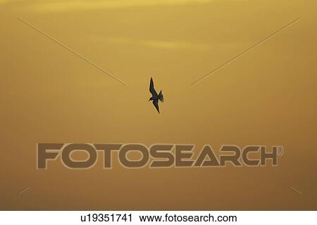 Arctic Tern (Sterna paradisaea) flying silhouetted against orange early morning sky, Soroby, Argyll, Scotland, UK View Large Photo Image Stock Image - Arctic Tern (Sterna paradisaea) flying silhouetted against orange early morning sky, Soroby, Argyll, Scotland, UK. Fotosearch