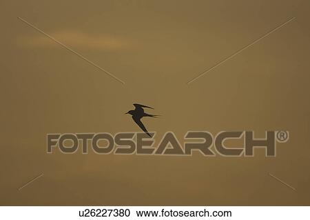 Stock Image - Arctic Tern (Sterna paradisaea) flying silhouetted against orange early morning sky. Soroby, Argyll, Scotland, UK. Fotosearch