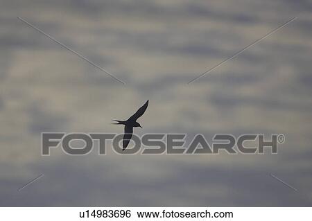 Stock Photograph - Arctic Tern (Sterna paradisaea) flying silhouetted against blue and white cloud pattern. Soroby. Argyll, Scotland, UK. Fotosearch
