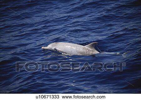 Stock Image - Atlantic Spotted Dolphin, (Stenella frontalis). Azores. Fotosearch