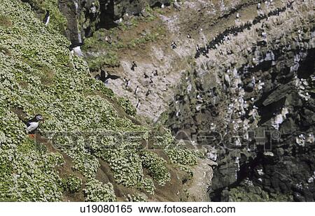 Bird cliffs at Grimsey. Northern Iceland View Large Photo Image Stock Photography - Bird cliffs at Grimsey. Northern Iceland. Fotosearch