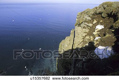 Bird cliffs at Hornbjarg. Northern Iceland. View Large Photo Image Stock Image - Bird cliffs at Hornbjarg. Northern Iceland.. Fotosearch