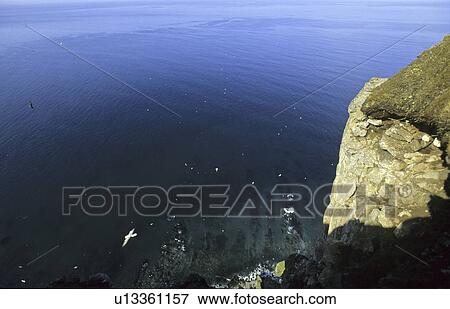 Bird cliffs at Hornbjarg. Northern Iceland View Large Photo Image Stock Photo - Bird cliffs at Hornbjarg. Northern Iceland. Fotosearch