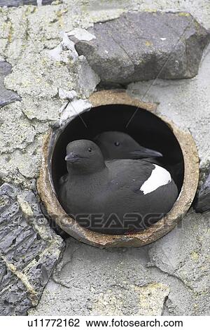 Black Guillemot (Cepphus grylle) pair sitting in a drain pipe that they are nesting in. Black Guillemots nest in drains and holes in the sea wall in the middle of Oban town centre. Argyll, Scotland, UK View Large Photo Image Stock Image - Black Guillemot (Cepphus grylle) pair sitting in a drain pipe that they are nesting in. Black Guillemots nest in drains and holes in the sea wall in the middle of Oban town centre. Argyll, Scotland, UK. Fotosearch