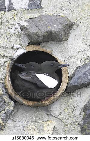 Stock Photograph - Black Guillemot (Cepphus grylle) pair standing in a drain pipe that they are nesting in. Black Guillemots nest in drains and holes in the sea wall in the middle of Oban town centre. Argyll, Scotland, UK. Fotosearch