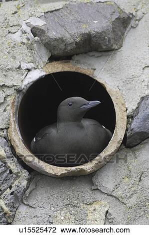 Stock Image - Black Guillemot (Cepphus grylle) sitting in a drain pipe that a pair are nesting in. Black Guillemots nest in drains and holes in the sea wall in the middle of Oban town centre. Argyll, Scotland, UK. Fotosearch