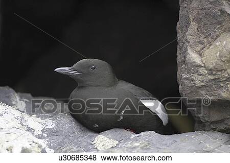 Stock Photo - Black Guillemot (Cepphus grylle) sitting in a wall that a pair are nesting in. Black Guillemots nest in drains and holes in the sea wall in the middle of Oban town centre. Argyll, Scotland, UK. Fotosearch