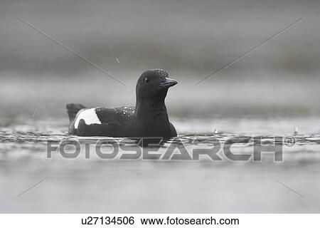 Stock Photograph - Black Guillemot (Cepphus grylle) swimming in the middle of Oban Bay in the rain. Black Guillemots nest in drains and holes in the sea wall in the middle of Oban town centre. Argyll, Scotland, UK. Fotosearch