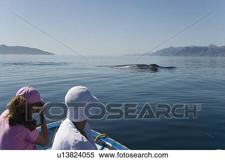 Stock Photography - Blue whale (Balaenoptera musculus). Tourists watch the sedate progress of a blue whale as it circles their boat, the animal is feeding. Gulf of California.. Fotosearch