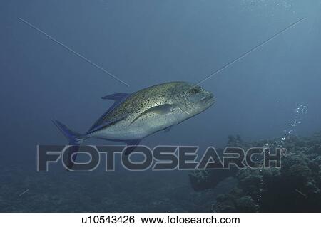 Stock Photograph - Bluefin Trevally (Caranx melampygus), fish swimming over reef, Raiatia, French Polynesia, Southern Pacific Ocean. Fotosearch