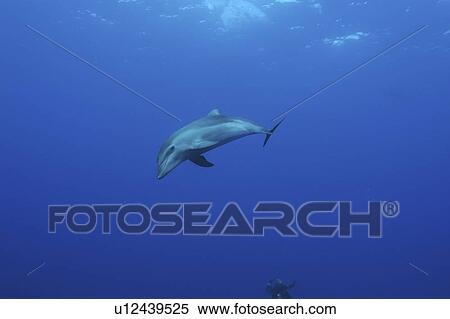 Bottlenose Dolphin (Tursiops truncatus) swimming in open blue water, Raiatea. French Polynesia, Southern Pacific Ocean View Large Photo Image Stock Photography - Bottlenose Dolphin (Tursiops truncatus) swimming in open blue water, Raiatea. French Polynesia, Southern Pacific Ocean. Fotosearch