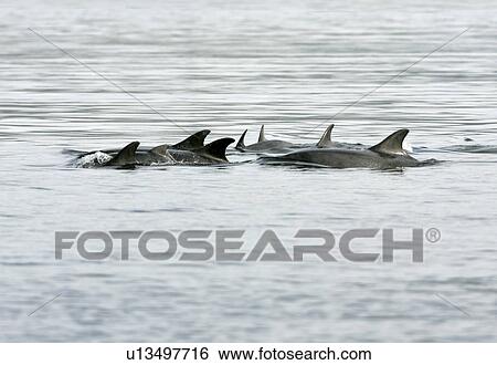 Bottlenose Dolphins (Tursiops truncatus) Resident group travelling through the Moray Firth, Scotland. (This is a mother and calf group in calm water exhibiting resting behaviour) View Large Photo Image Stock Photograph - Bottlenose Dolphins (Tursiops truncatus) Resident group travelling through the Moray Firth, Scotland. (This is a mother and calf group in calm water exhibiting resting behaviour). Fotosearch