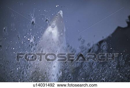 Stock Image - Bowriding White-Beaked Dolphin (Lagenorhynchus albirostris). Northern Iceland. Fotosearch