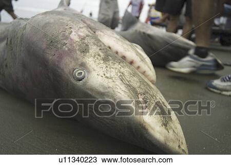 Bull shark (Carcharhinus leucas). Male and female pair. View Large Photo Image Stock Image - Bull shark (Carcharhinus leucas). Male and female pair. . Fotosearch