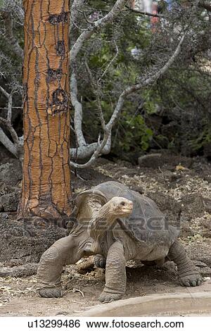 Captive Galapagos giant tortoise (Geochelone elephantopus) being fed at the Charles Darwin Research Station on Santa Cruz Island in the Galapagos Island Group, Ecuador. The Galapagos Giant Tortoise is endemic only to the Galapagos Islands. There are curre View Large Photo Image Stock Photograph - Captive Galapagos giant tortoise (Geochelone elephantopus) being fed at the Charles Darwin Research Station on Santa Cruz Island in the Galapagos Island Group, Ecuador. The Galapagos Giant Tortoise is endemic only to the Galapagos Islands. There are curre. Fotosearch