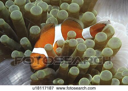 Clown Anemonefish (Amphiprion percula), Nemo type clownfish amidst anemone's tentacles, Sipidan, Mabul, Malaysia, South China Sea View Large Photo Image Stock Photo - Clown Anemonefish (Amphiprion percula), Nemo type clownfish amidst anemone's tentacles, Sipidan, Mabul, Malaysia, South China Sea. Fotosearch