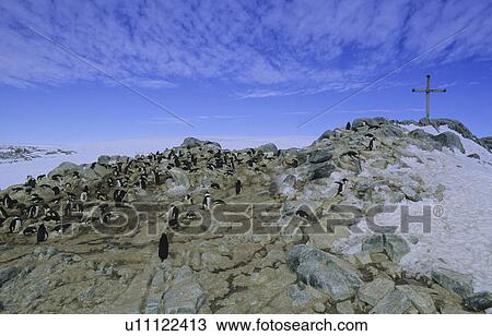 Stock Image - Colony of Adelie Penguins (Pygoscelis Adeliae) at the Ninnis/Mertz memorial. Commonwealth Bay, East Antarctica. Fotosearch