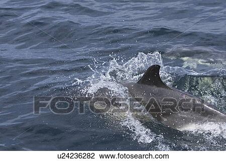 Stock Image - Common dolphin (Delphinus delphis). Hebrides, Scotland.. Fotosearch