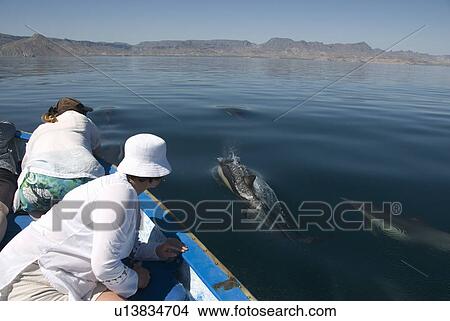 Picture - Common Dolphins. Baja, Mexico. Fotosearch