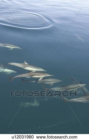 Stock Image - Common Dolphins. Baja, Mexico. Fotosearch