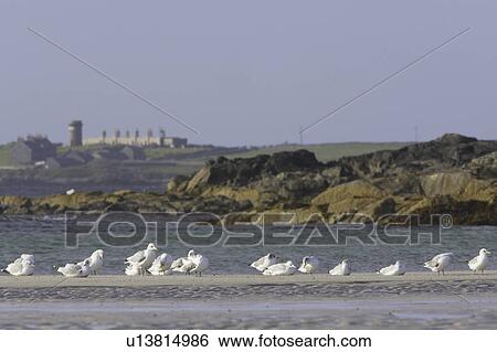 Stock Photograph - Common Gull (Larus canus) preening and resting on beach with building behind. Soroby. Argyll, Scotland, UK. Fotosearch