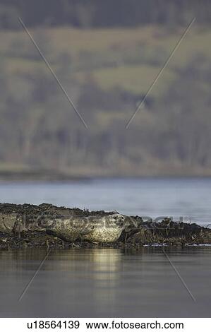 Common Seal (Phoca vitulina) resting on rocks. Argyll, Scotland, UK View Large Photo Image Stock Photo - Common Seal (Phoca vitulina) resting on rocks. Argyll, Scotland, UK. Fotosearch