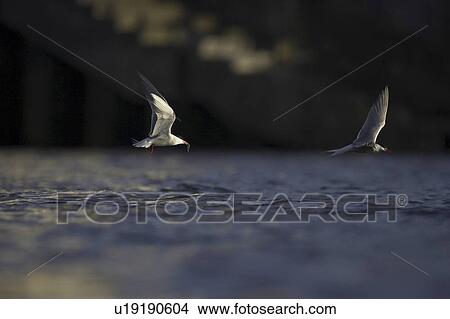 Common Tern (Sterna hirundo) pair flying with fish in mouth in Oban town centre while fishing. Oban. Argyll, Scotland, UK View Large Photo Image Picture - Common Tern (Sterna hirundo) pair flying with fish in mouth in Oban town centre while fishing. Oban. Argyll, Scotland, UK. Fotosearch