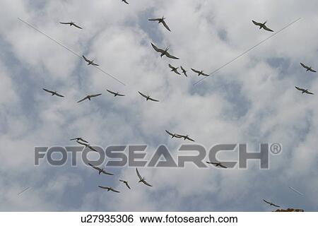 Common Terns in flight (Sterna hirundo) Jersey, British Isles View Large Photo Image Stock Photograph - Common Terns in flight (Sterna hirundo) Jersey, British Isles. Fotosearch