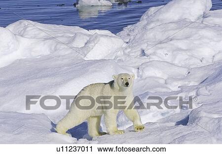 Stock Image - Curious polar bear (Ursus maritimus) on an ice floe. Scoresbysund, East Greenland. Fotosearch