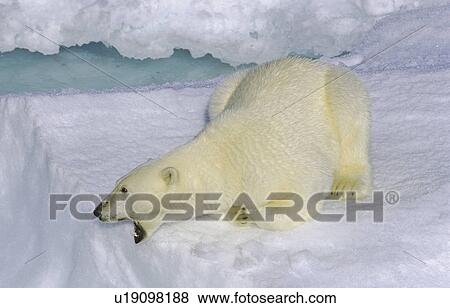 Curious polar bear (Ursus maritimus) on an ice floe. Scoresbysund, East Greenland View Large Photo Image Stock Photo - Curious polar bear (Ursus maritimus) on an ice floe. Scoresbysund, East Greenland. Fotosearch