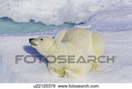 Stock Photo - Curious polar bear (Ursus maritimus) on an ice floe. Scoresbysund, East Greenland. Fotosearch