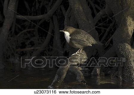 Dipper (Cinclus cinclus) perched on tree roots bathed in early morning light. Argyll, Scotland, UK View Large Photo Image Stock Photograph - Dipper (Cinclus cinclus) perched on tree roots bathed in early morning light. Argyll, Scotland, UK. Fotosearch