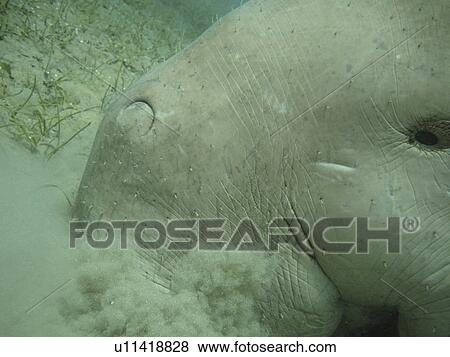 Dugong. Red Sea, Egypt. View Large Photo Image Stock Photo - Dugong. Red Sea, Egypt.. Fotosearch