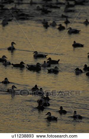 Eider duck (Somateria mollissima), male and female. Eider rafting in the winter as the sun sets View Large Photo Image Stock Image - Eider duck (Somateria mollissima), male and female. Eider rafting in the winter as the sun sets. Fotosearch
