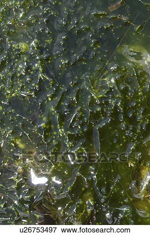 Stock Photo - Enteromorpha (Enteromorpha intestinalis), one of the mmost common green seaweeds to be found in shallow rockpools which copes with high temperatures and changes in salinity, Eyemouth, Scotland, UK North Sea. Fotosearch
