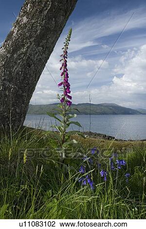 Foxglove and bluebells on marine shoreline. Hebrides, Scotland. View Large Photo Image Stock Image - Foxglove and bluebells on marine shoreline. Hebrides, Scotland.. Fotosearch