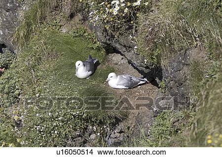 Picture - Fulmar (Fulmarus glacialis) at nest site. Hebrides, Scotland. Fotosearch