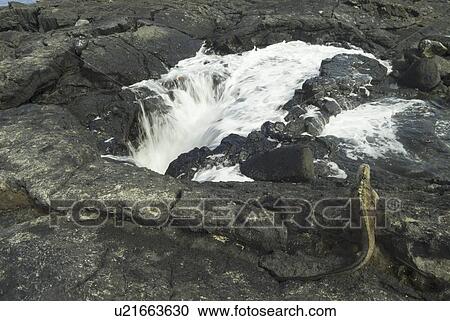 Galapagos marine iguana (Amblyrhynchus cristatus). Galapagos. View Large Photo Image Stock Image - Galapagos marine iguana (Amblyrhynchus cristatus). Galapagos.. Fotosearch