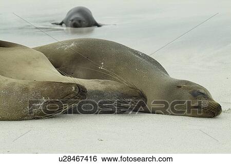 Stock Photograph - Galapagos Sea Lion (Zalophus californianus wollebacki). Galapagos.. Fotosearch