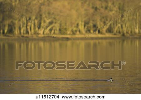Picture - Golden Eye Drake (Bucephala clangula) swimming past Autumn trees in late evening sunlight. Goldeneyes on Loch Awe are migrants, arriving in October and leaving in late April. Argyll, Scotland. Fotosearch