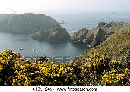 Gorse above Harve Gosslein, Sark, British Isles View Large Photo Image Stock Photo - Gorse above Harve Gosslein, Sark, British Isles. Fotosearch