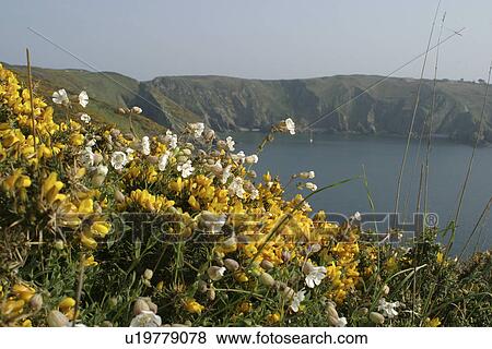 Gorse and sea campion in Sark, British Isles View Large Photo Image Stock Photo - Gorse and sea campion in Sark, British Isles. Fotosearch