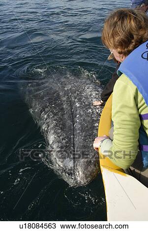 Stock Image - Gray whale (Eschrichtius robustus). A gray whale uses its head to push a small tourist boat around. Mexico.. Fotosearch