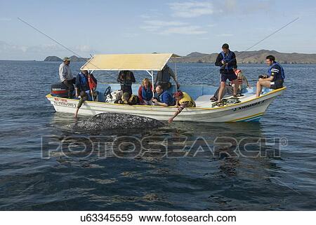 Stock Photo - Gray whale (Eschrichtius robustus). A friendly gray whale allows tourists to stroke it. Mexico.. Fotosearch
